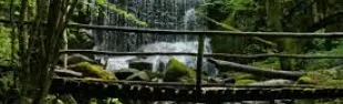 Foresta di Sant'Antonio