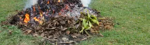 divieto assoluto di abbruciamento di residui vegetali