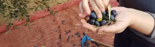 Raccolta delle olive