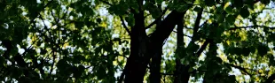 alberi