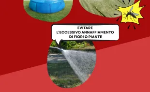 zanzare4