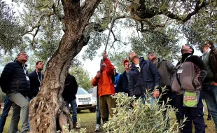 corso potatura olivo reggello