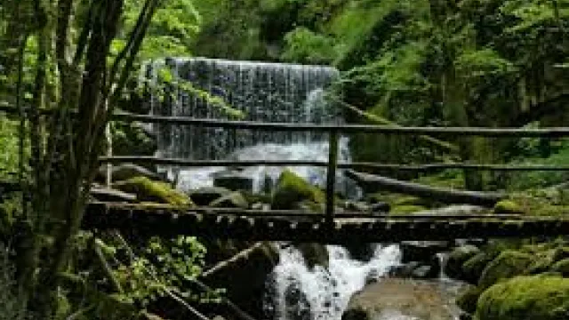 Foresta di Sant'Antonio