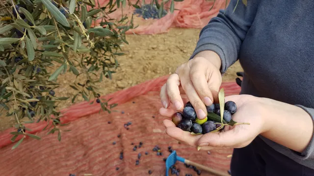 Raccolta delle olive