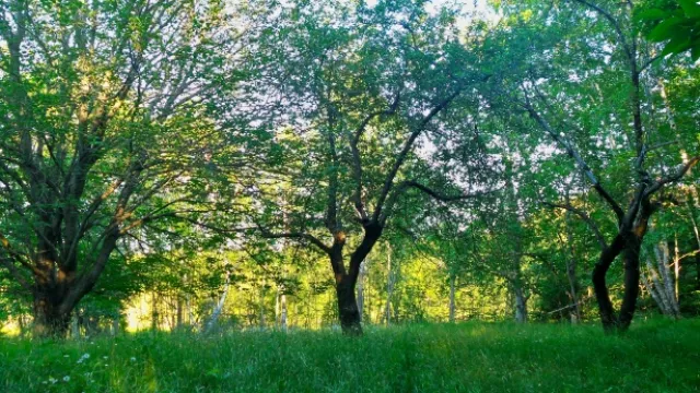 alberi