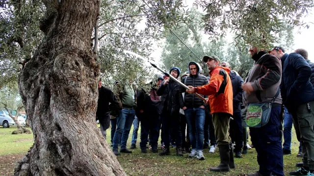 corso base e avanzato potatura olivo a reggello