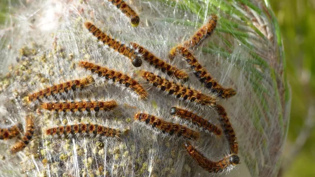 processionaria del pino