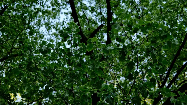 alberi
