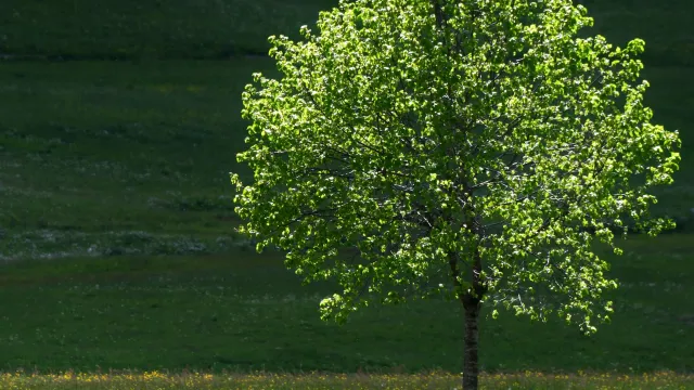alberi