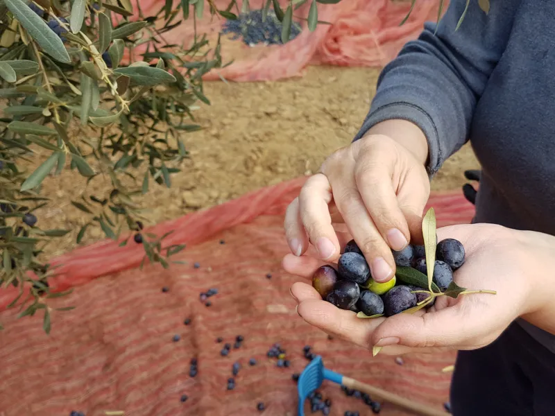 Raccolta delle olive