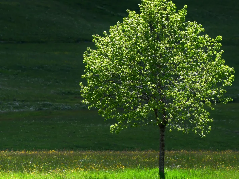 alberi